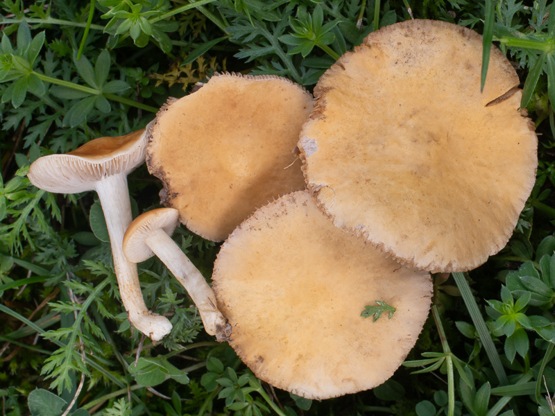 Agrocybe vervacti